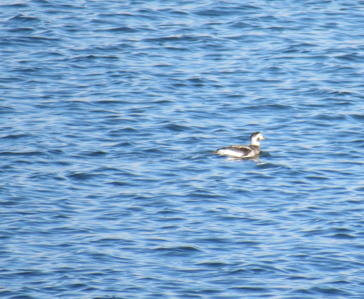 Long-tailed Duck - Laurel Armstrong