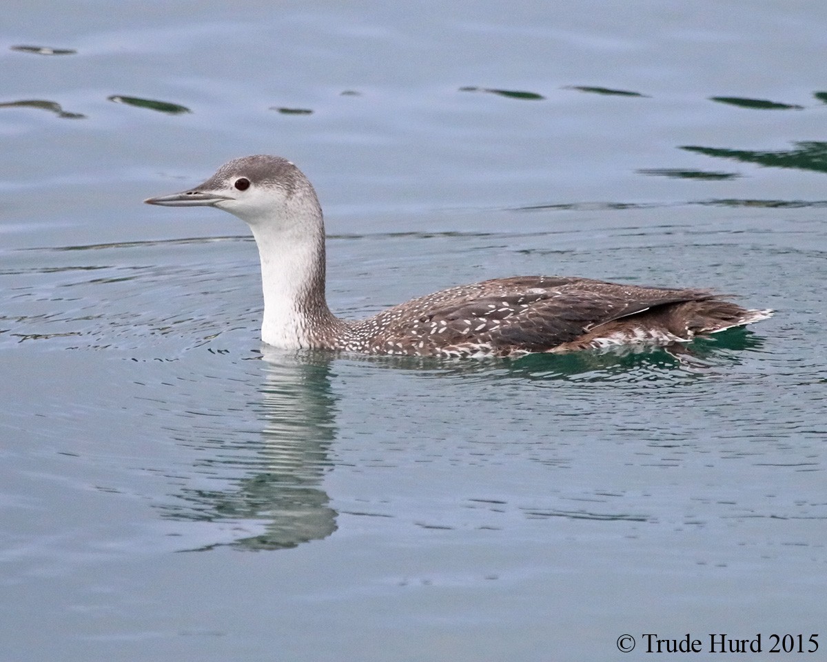 Red-throated Loon - ML74910091