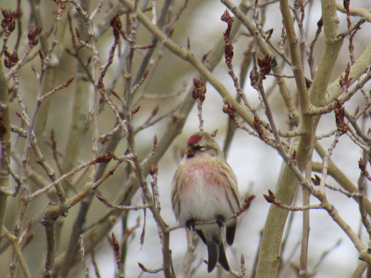 Common Redpoll - Laurel Armstrong