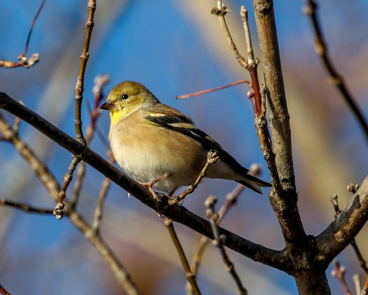 American Goldfinch - Michael Foster