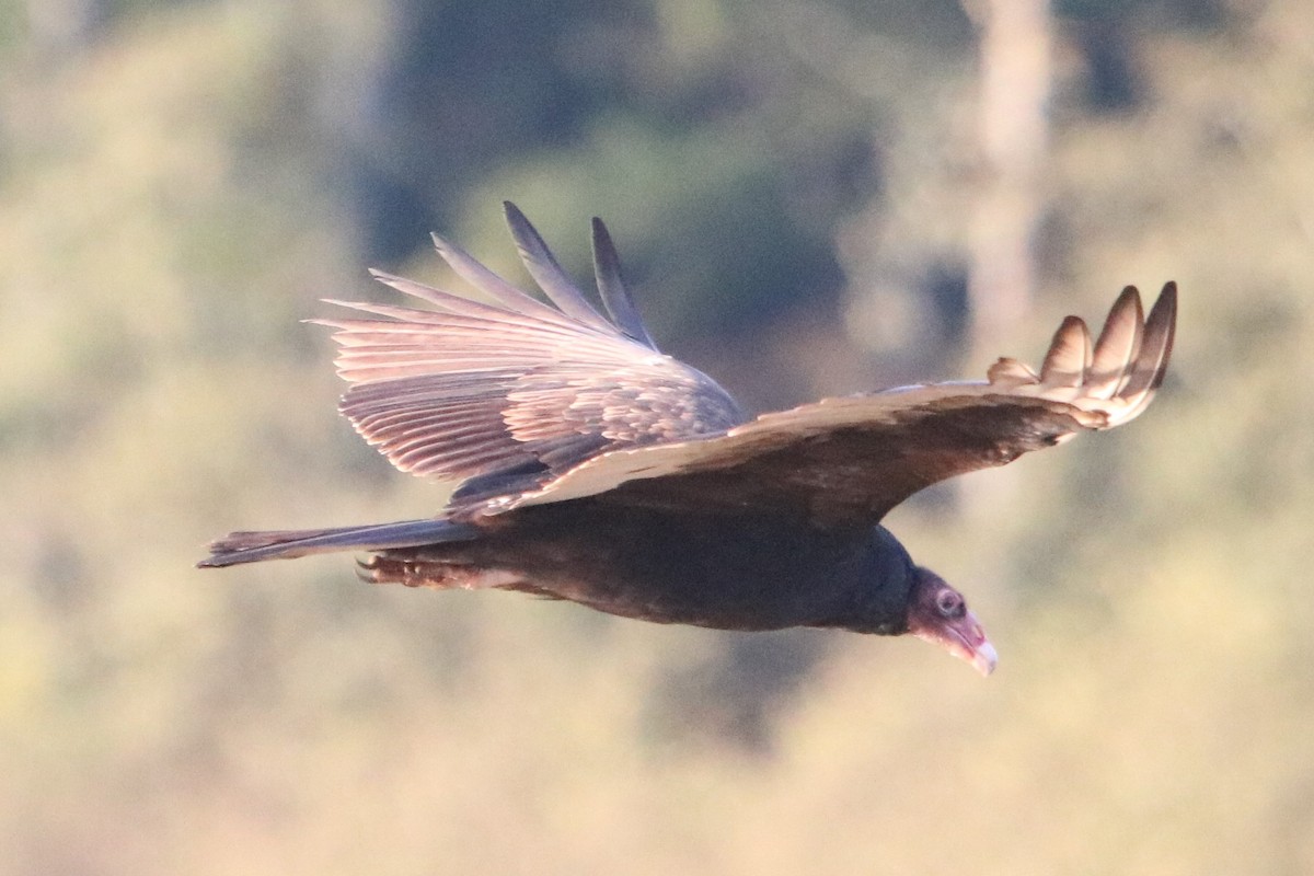 Turkey Vulture - Isaiah Nugent