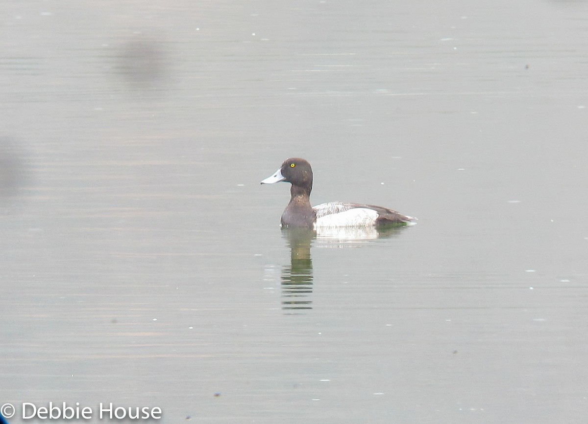 Greater Scaup - ML74915571