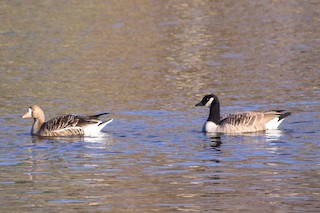 Greater White-fronted Goose, ML74917491