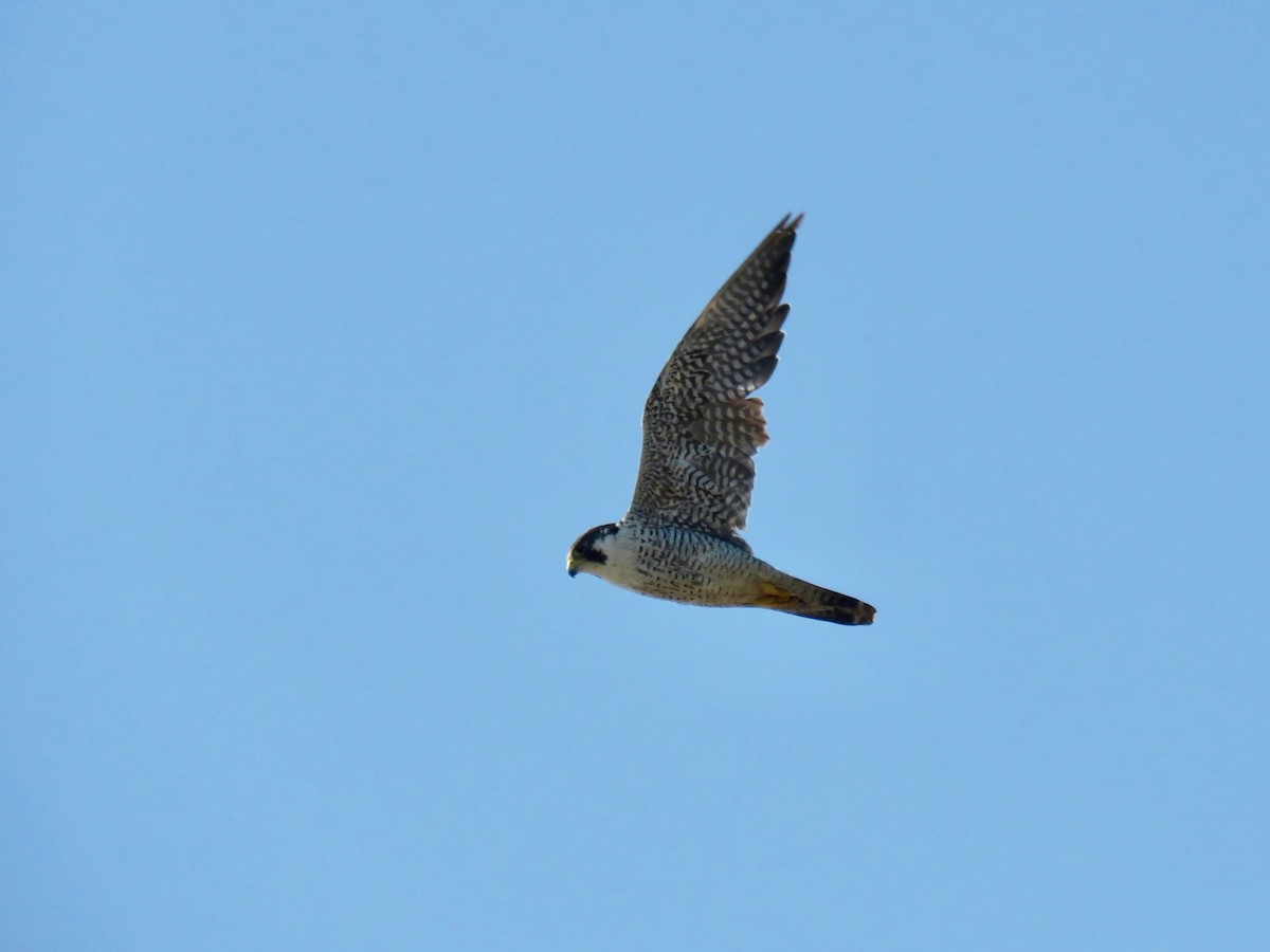 Peregrine Falcon (Tundra) - ML74919451