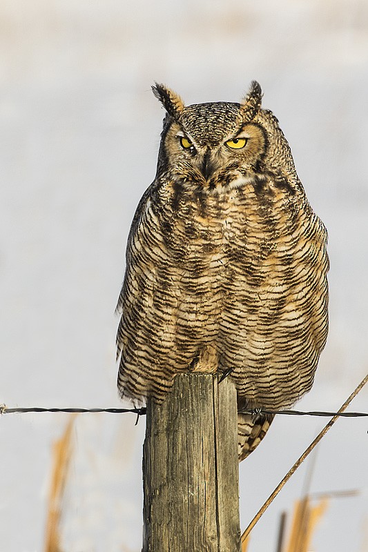 Great Horned Owl - Gerald Romanchuk