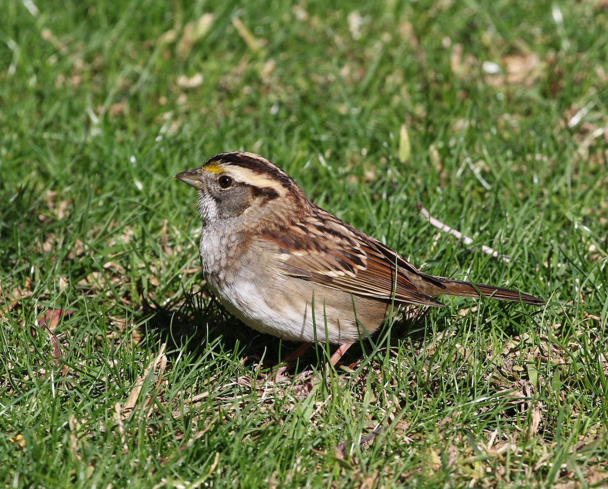White-throated Sparrow - Tom Benson