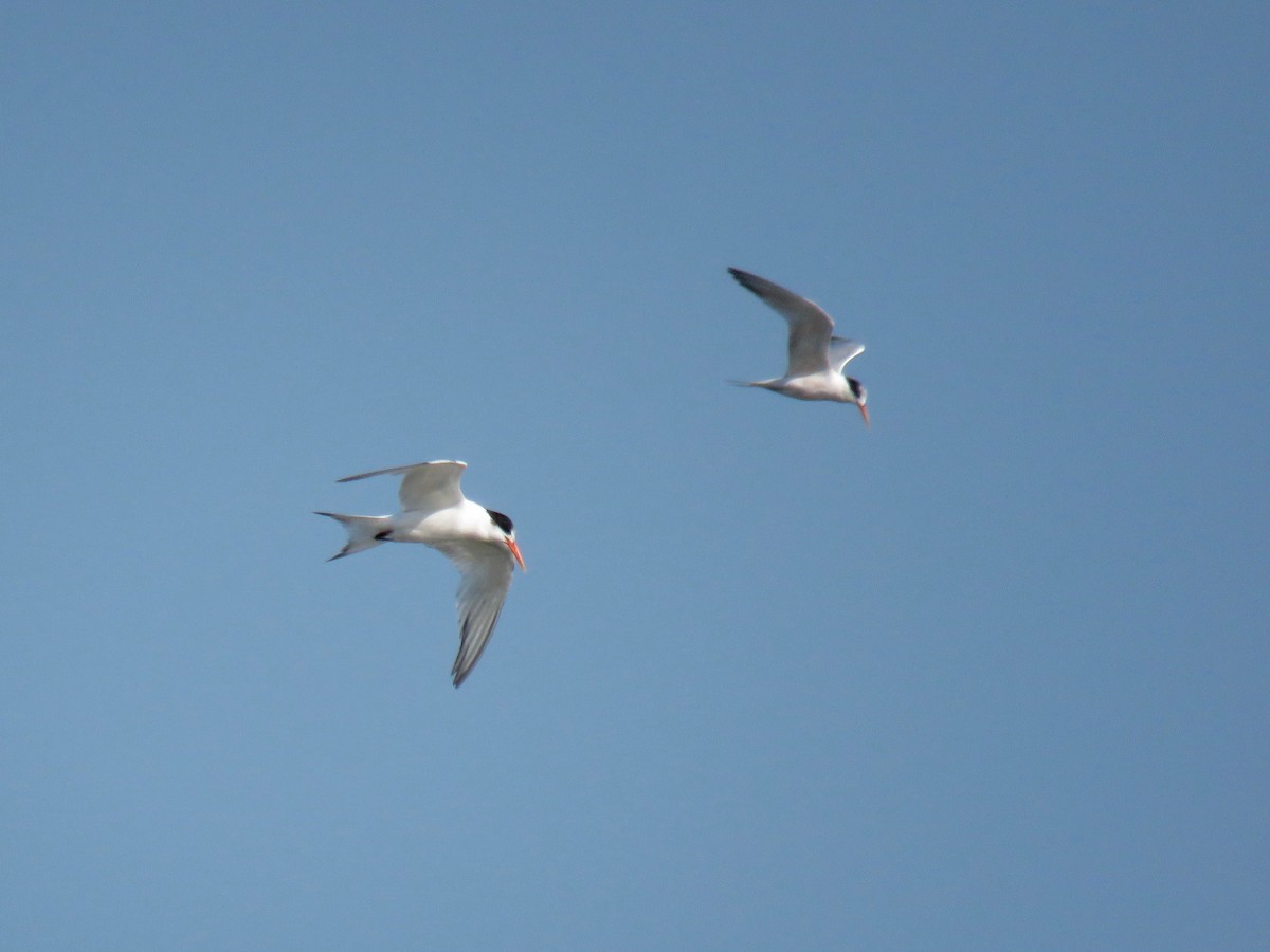 South American Tern - ML74922251