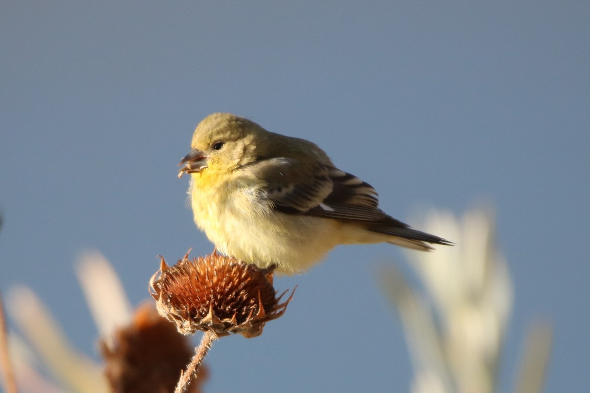 Lesser Goldfinch - Bez Bezuidenhout