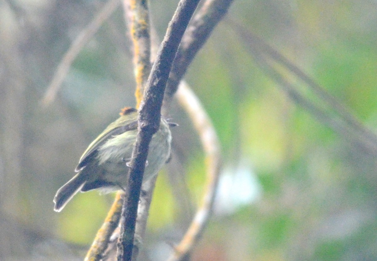 Scale-crested Pygmy-Tyrant - ML74926851