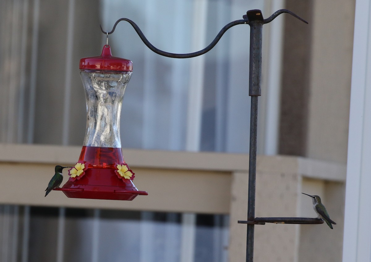 Ruby-throated Hummingbird - Tom Benson