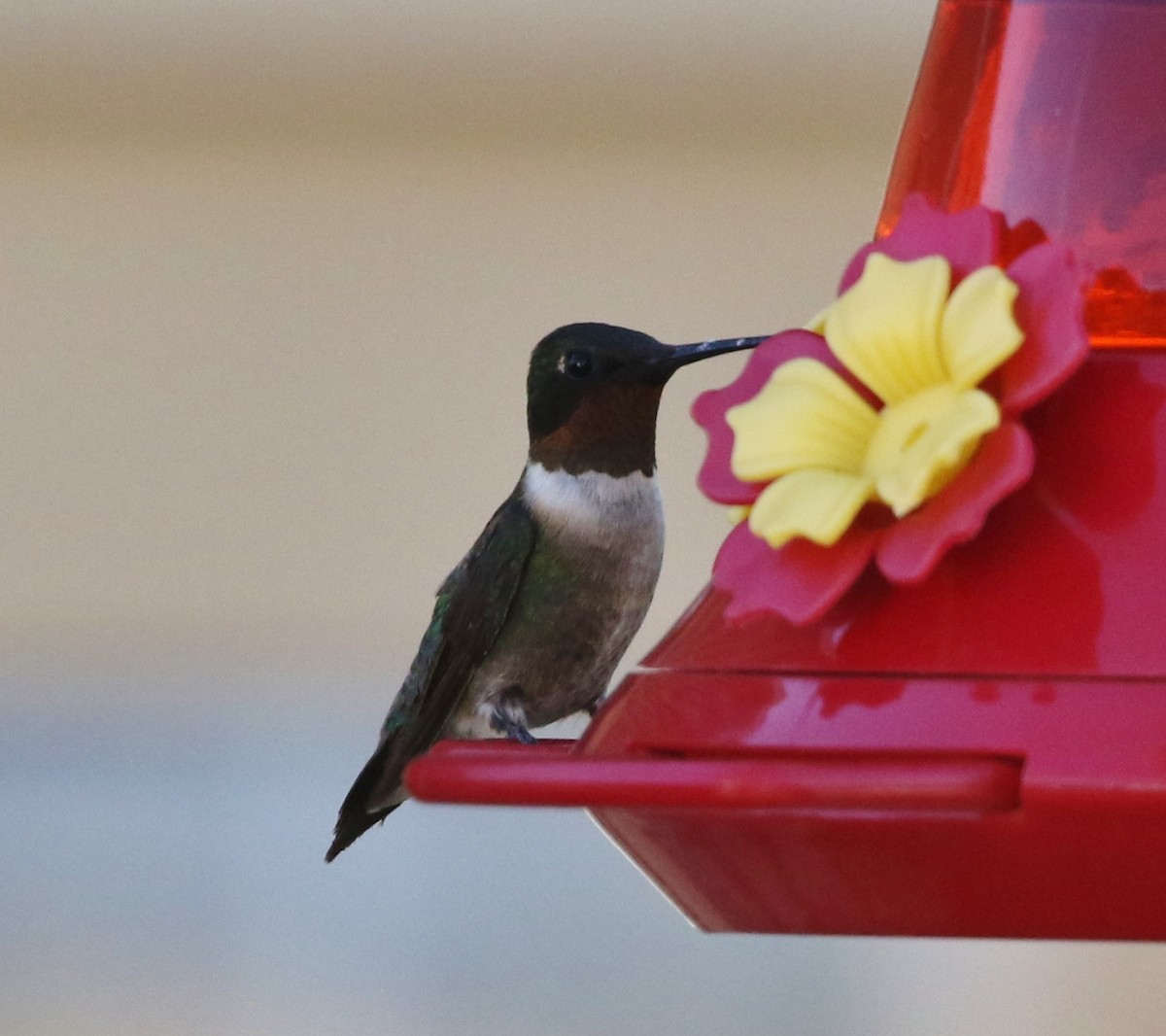 Ruby-throated Hummingbird - ML74927191