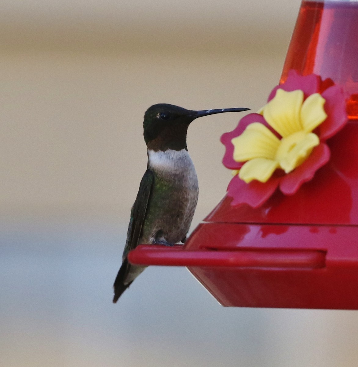 Ruby-throated Hummingbird - ML74927211