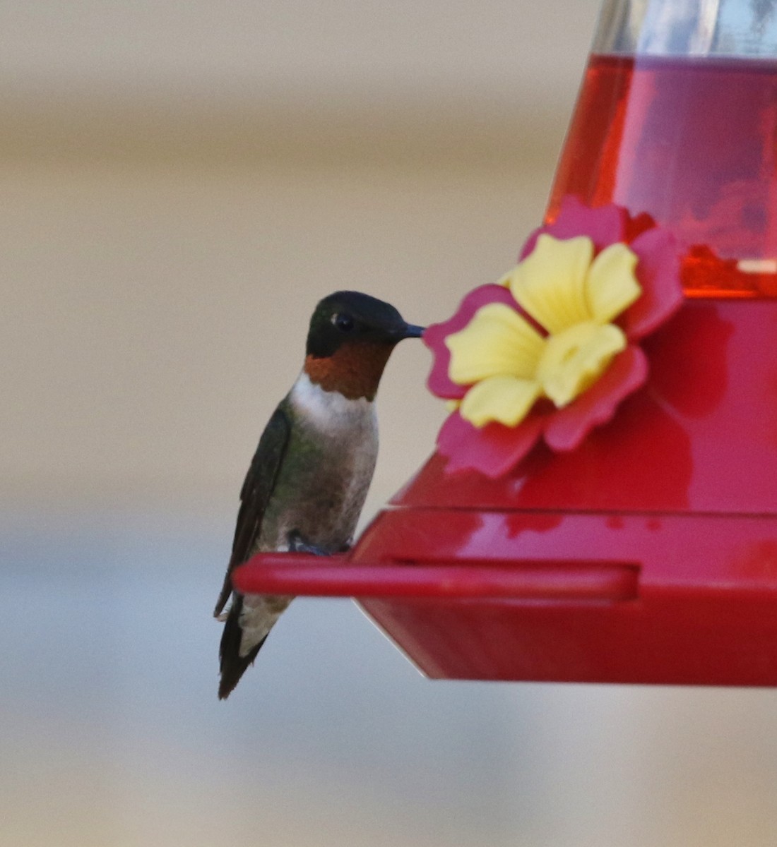Ruby-throated Hummingbird - ML74927221
