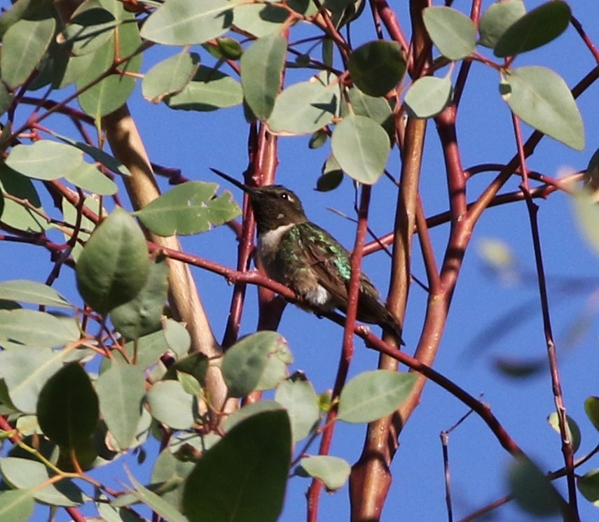 Ruby-throated Hummingbird - ML74927271