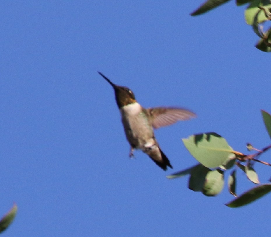 Ruby-throated Hummingbird - ML74927281
