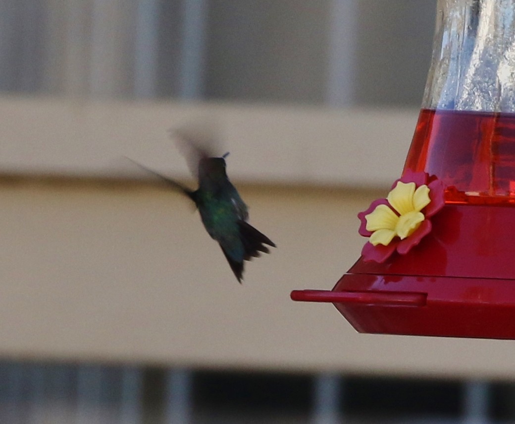 Ruby-throated Hummingbird - ML74927291