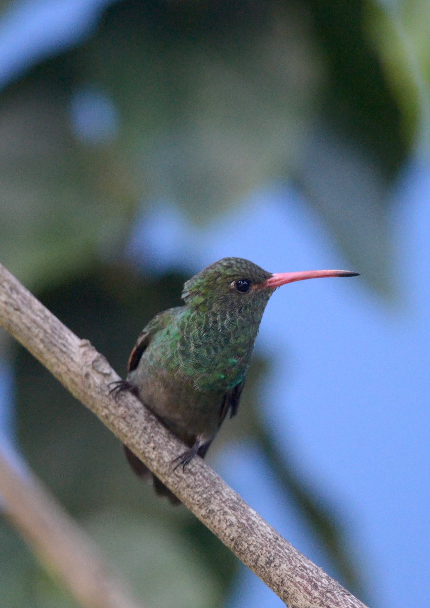 Rufous-tailed Hummingbird (Rufous-tailed) - ML74929311