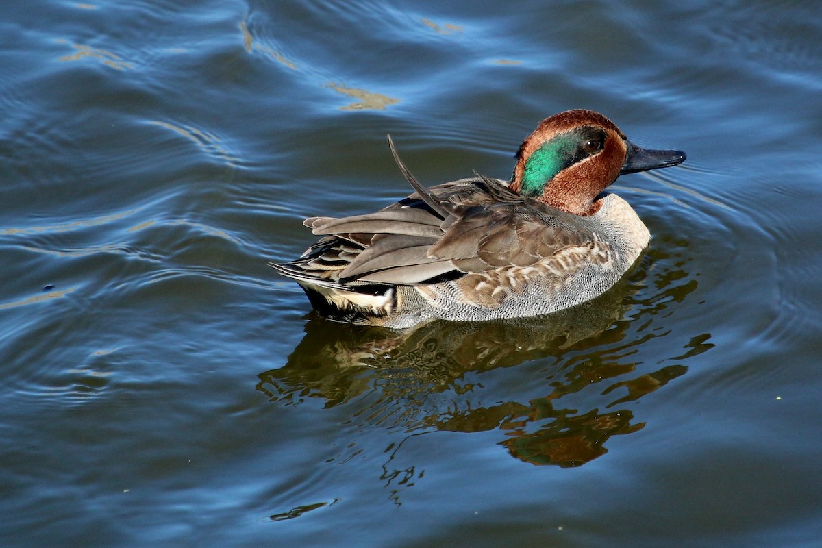 Green-winged Teal - ML74930571