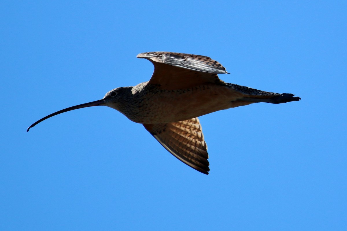 Long-billed Curlew - ML74930841