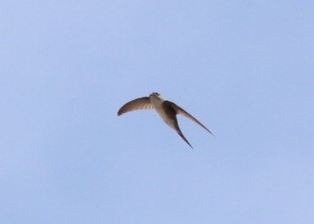 Fork-tailed Palm Swift - ML74932491