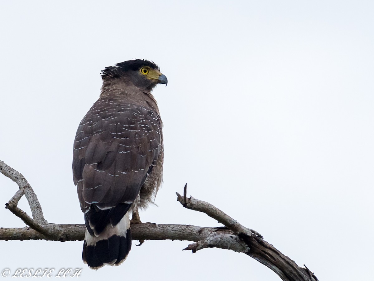 Crested Serpent-Eagle - ML74932601