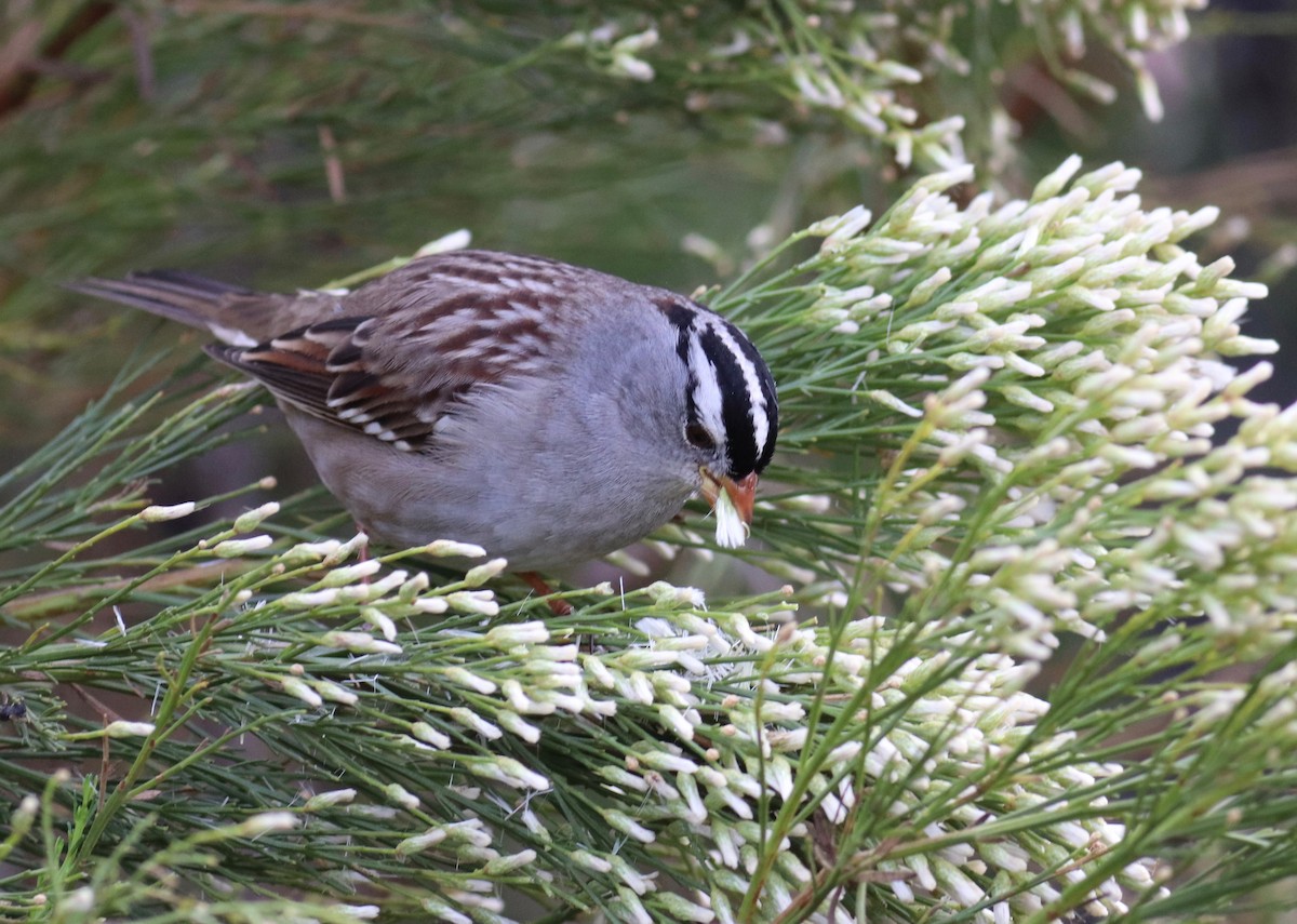 White-crowned Sparrow (Gambel's) - ML74933141