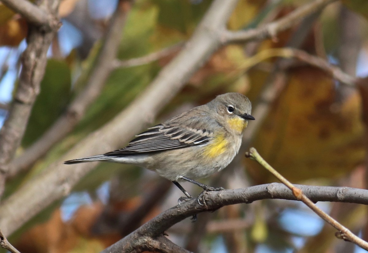 Yellow-rumped Warbler (Audubon's) - Charlie   Nims