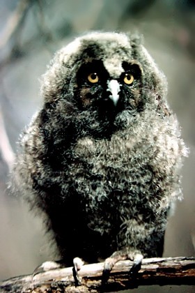 Long-eared Owl - Van Truan
