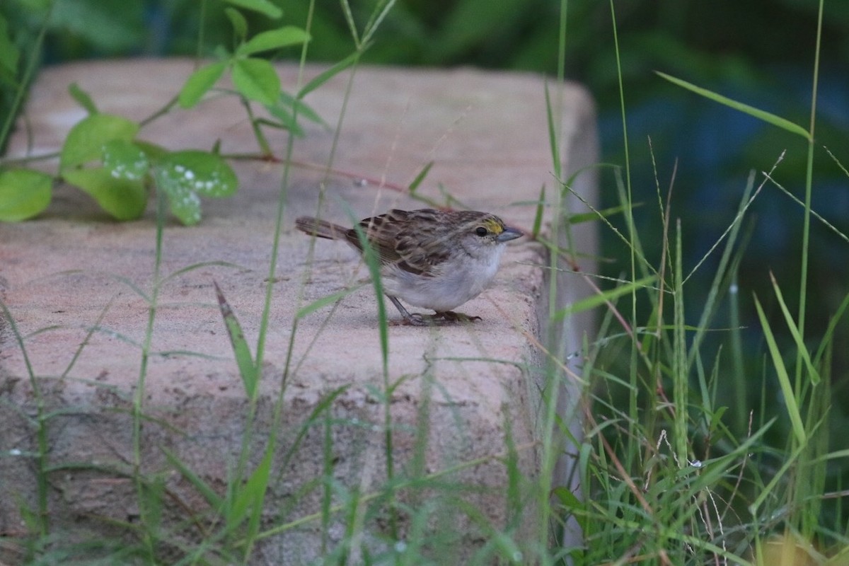Yellow-browed Sparrow - ML74935161