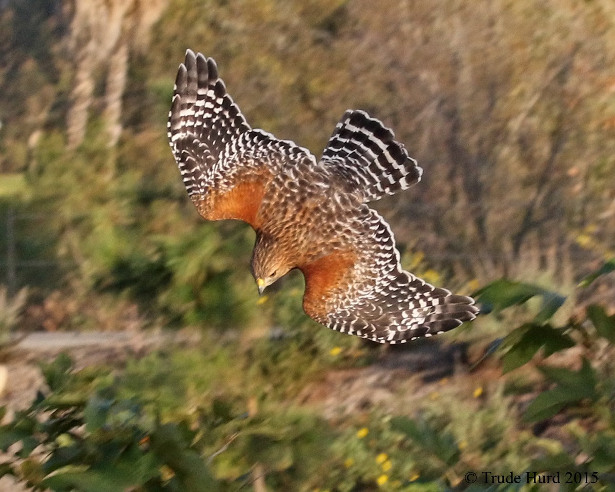 Red-shouldered Hawk - Trude Hurd