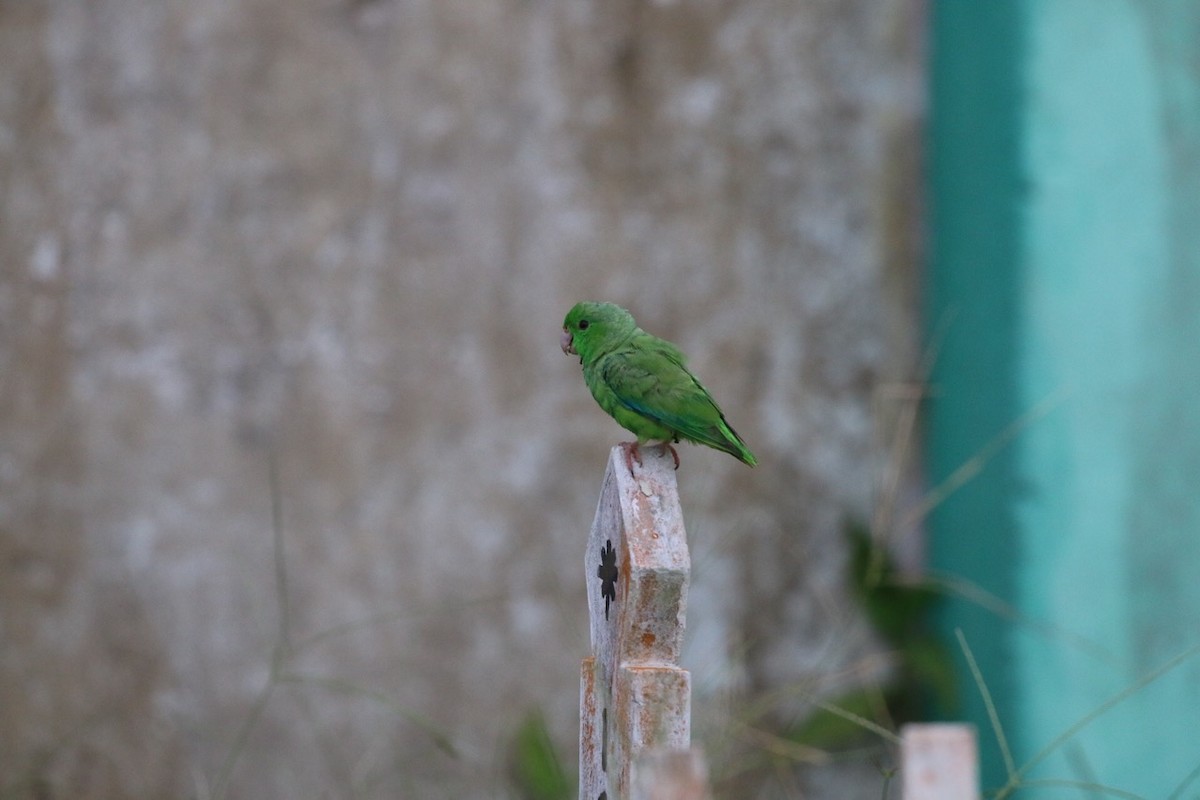 Green-rumped Parrotlet - Douglas Faulder