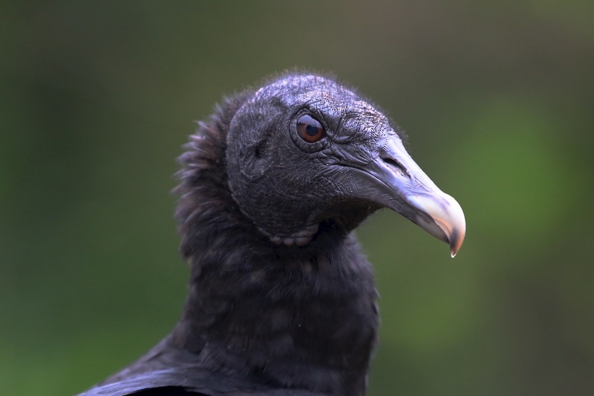 Black Vulture - ML74935271