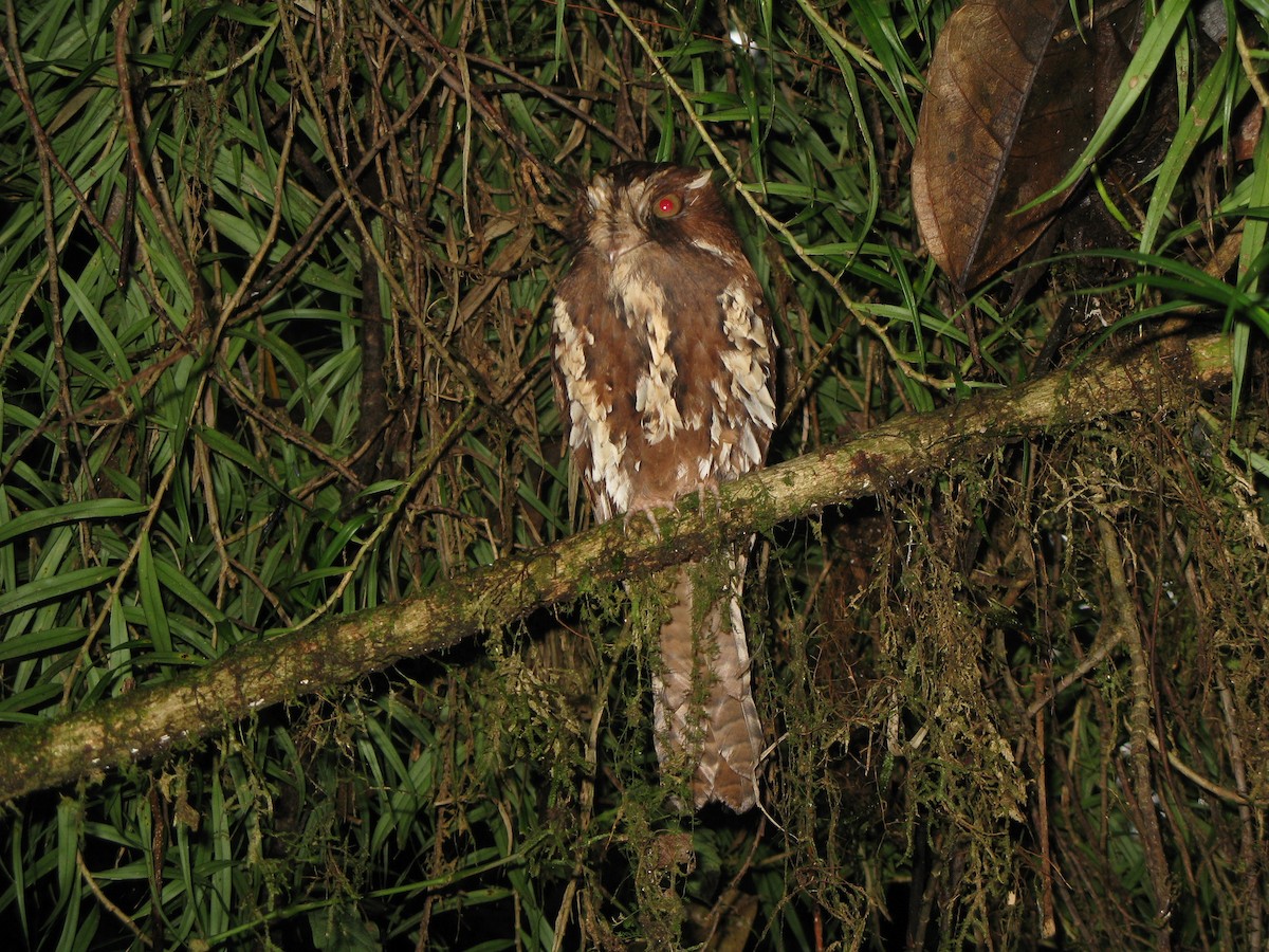 Feline Owlet-nightjar - ML74936251
