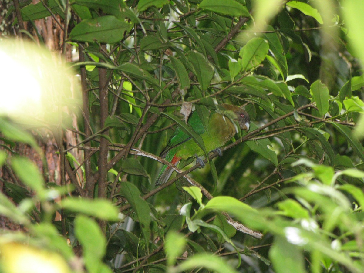 Оливковый попугай - ML74936581