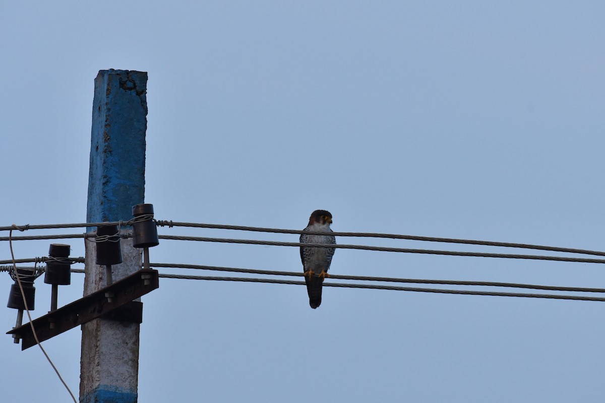 Red-necked Falcon - Anirudh Kamakeri