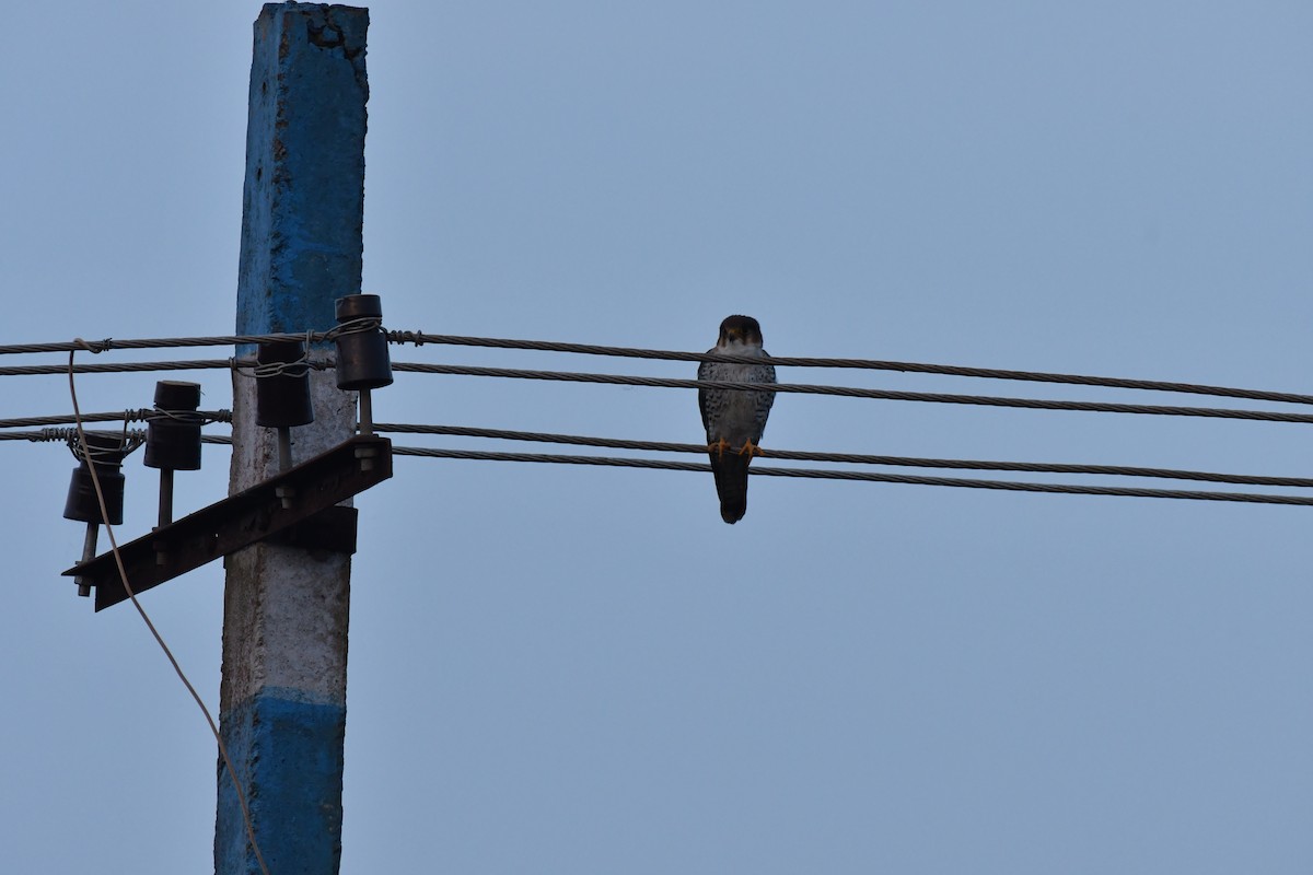 Red-necked Falcon - ML74937901