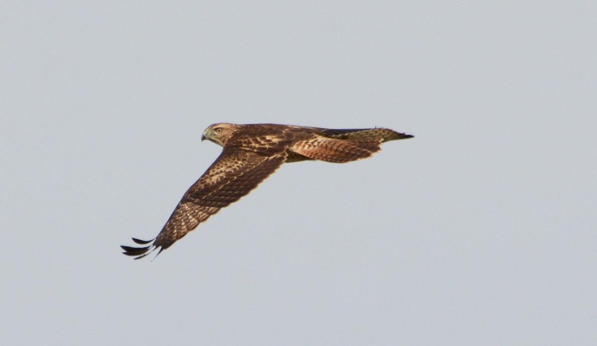 Red-tailed Hawk - ML74939201
