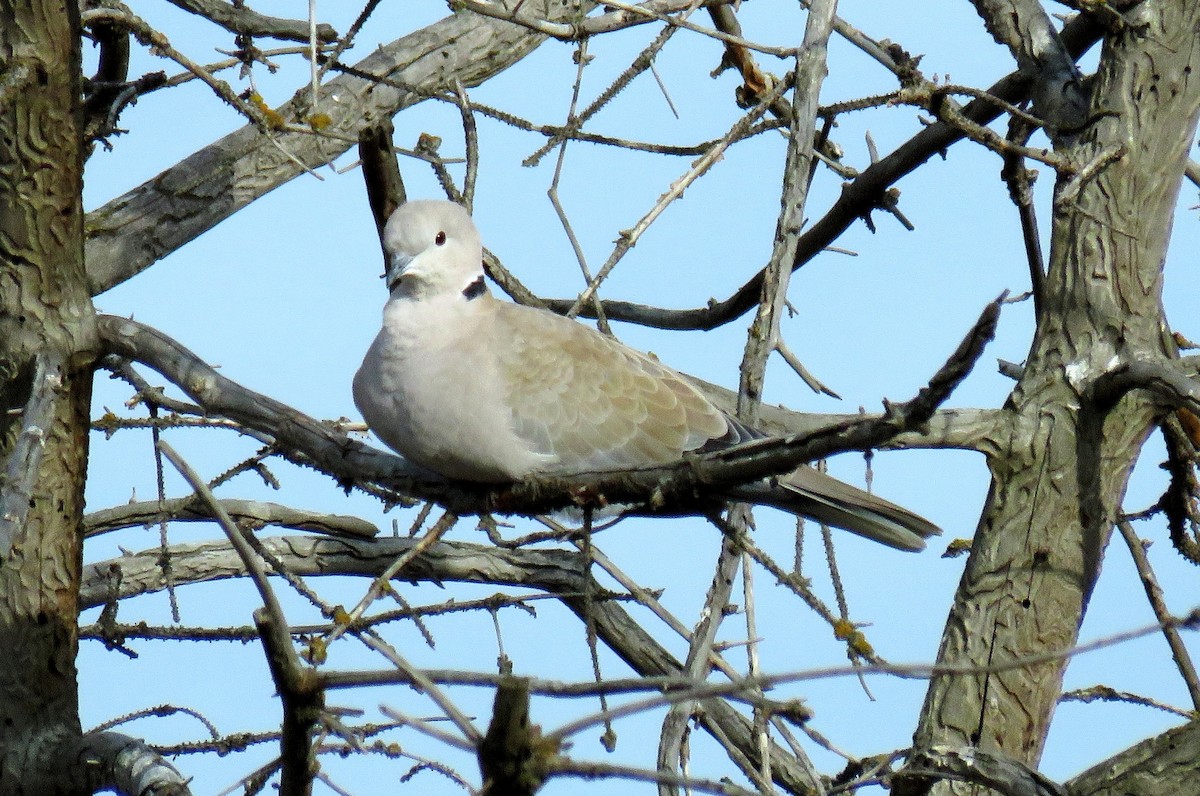 Eurasian Collared-Dove - ML74939231