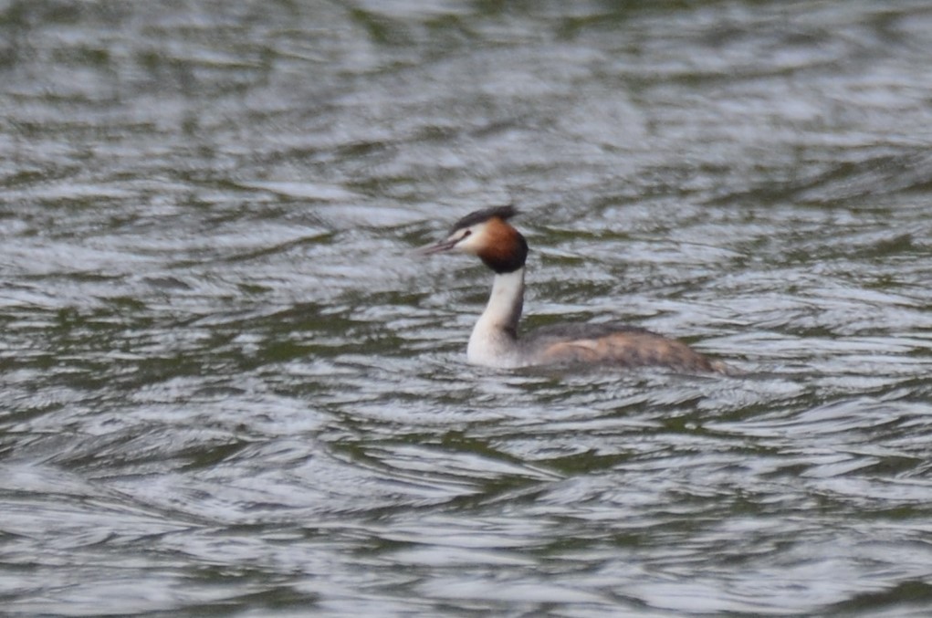 Great Crested Grebe - ML74943251