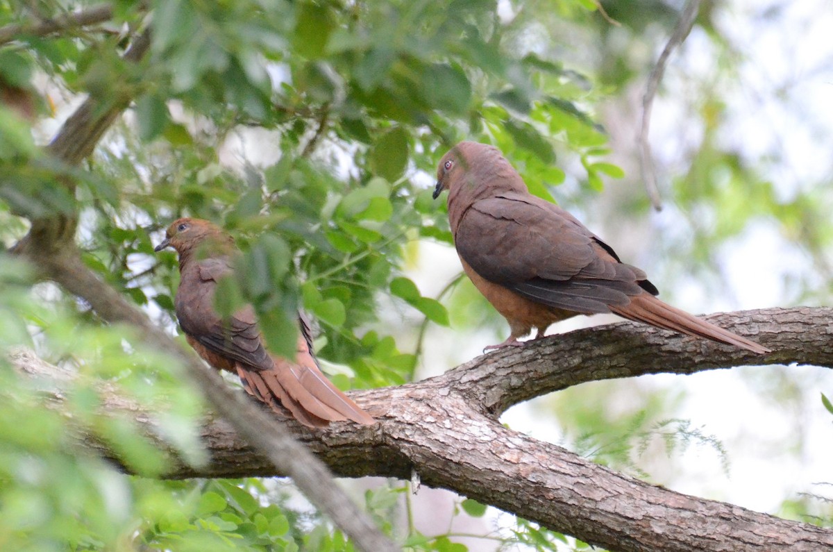 Brown Cuckoo-Dove - ML74943441