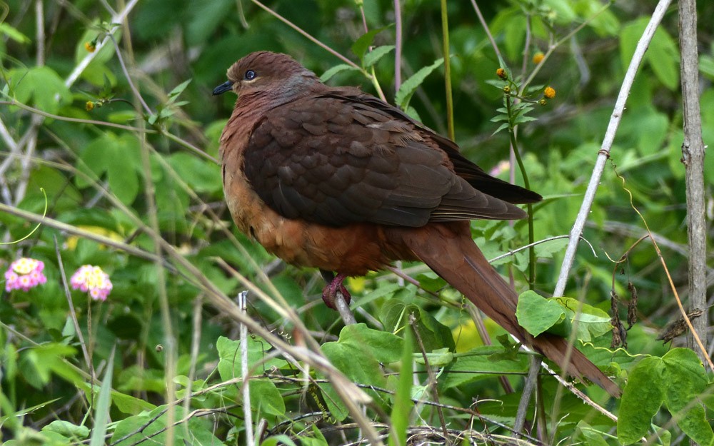 Brown Cuckoo-Dove - ML74943741