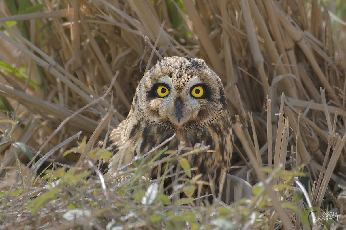 Short-eared Owl - Muhammed  Asharaf Kariyil