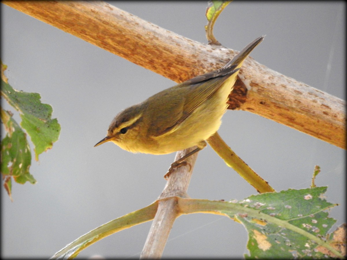 Tytler's Leaf Warbler - Abhijeet Rasal