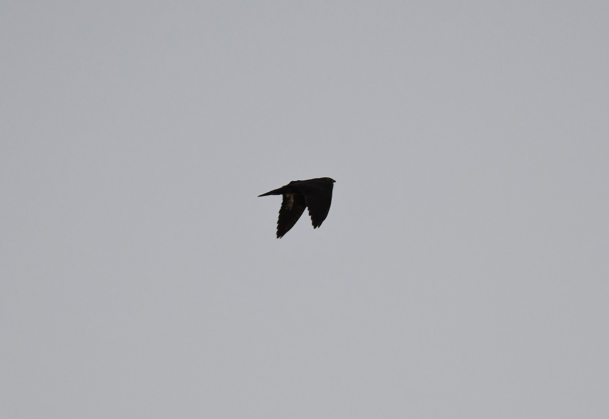 Bat Hawk - Guillem Izquierdo
