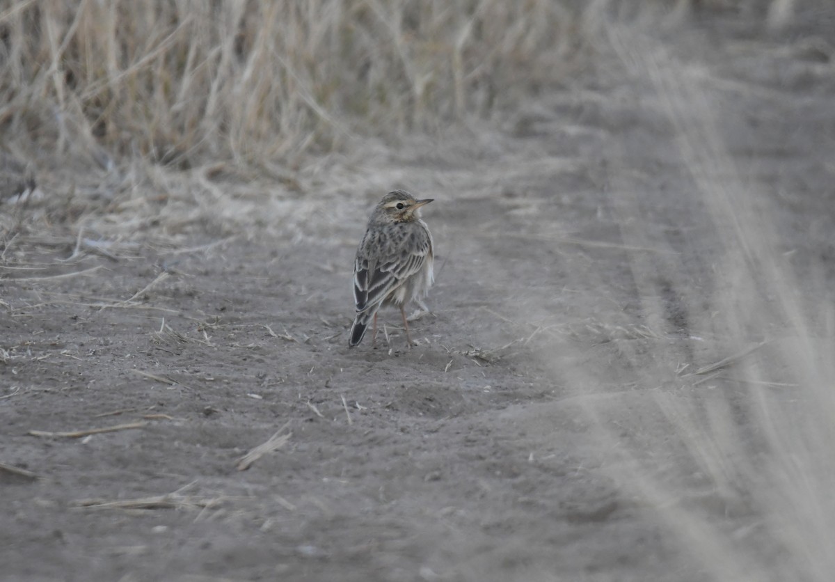 African Pipit - ML74944561