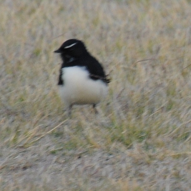 Willie-wagtail - ML74946891