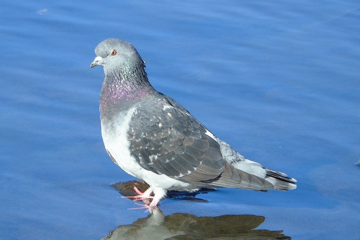 Rock Pigeon (Feral Pigeon) - ML74948011