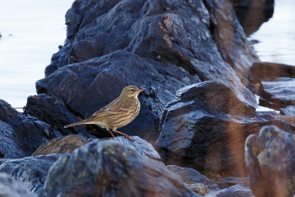 Rock Pipit - Anonymous