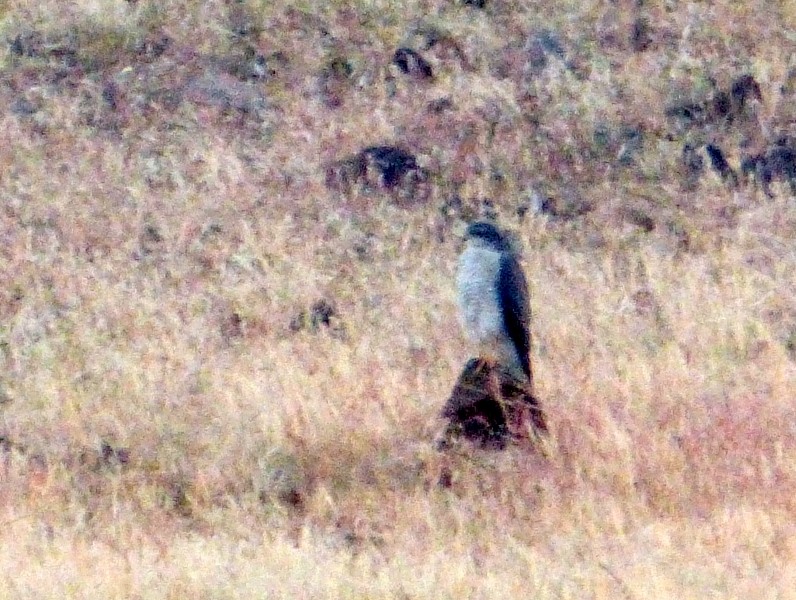 Eurasian Sparrowhawk - Rohit Chakravarty