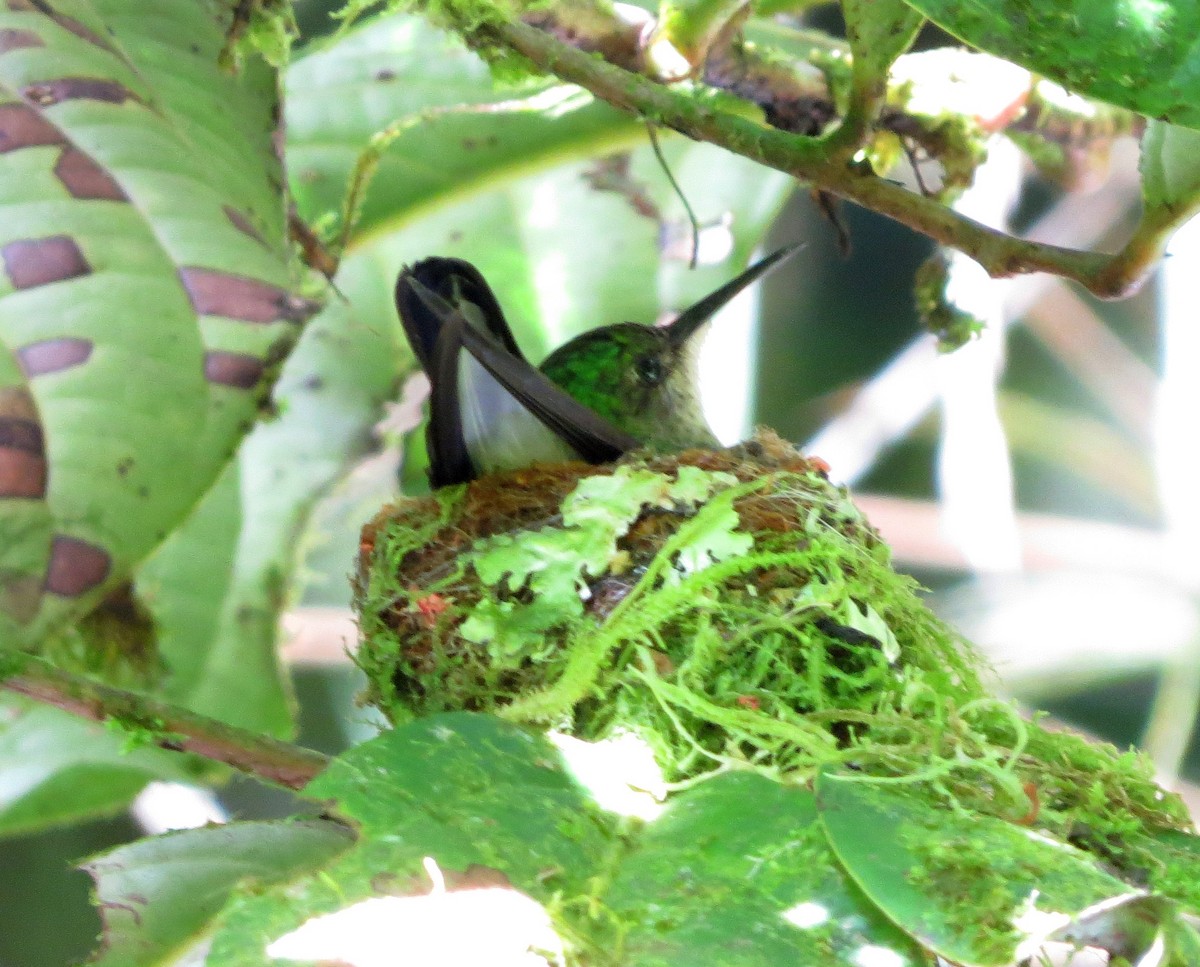 Stripe-tailed Hummingbird - ML74952601